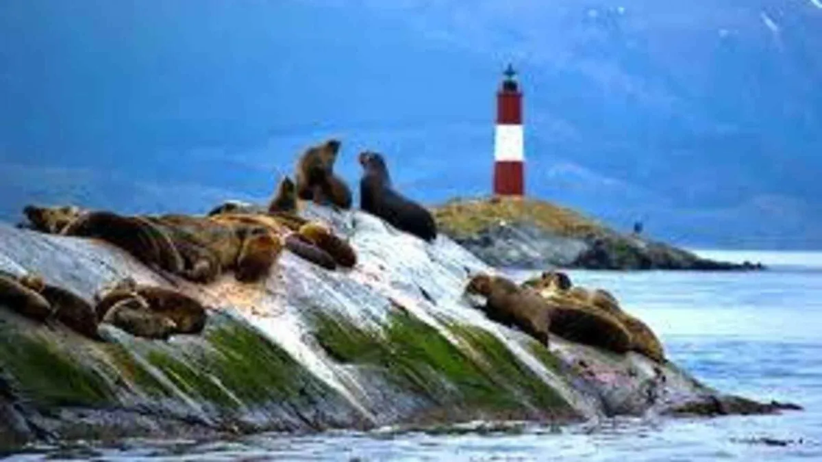 Rocky islets of the Beagle Channel with kelp beds visible in clear water on a navigation from Ushuaia, Argentina