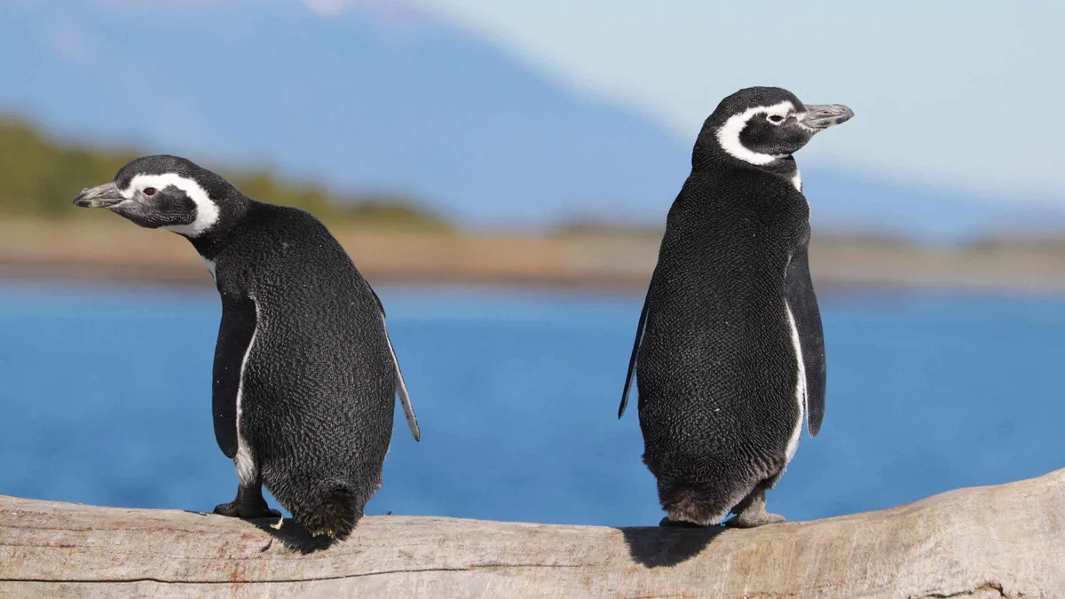 Magellanic penguins standing at their burrow entrances on Isla Martillo in the Beagle Channel near Ushuaia, Argentina