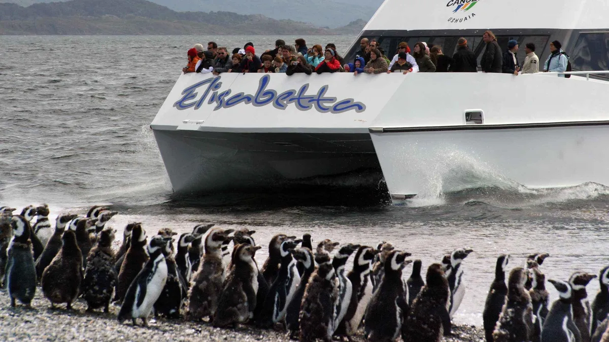Gentoo penguin colony on the gravel spit of Isla Martillo seen from a tour boat in the Beagle Channel, Ushuaia, Argentina