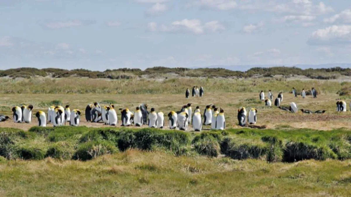 King penguin standing on the gravel shore of the useklu bay reserve near Río Grande, Tierra del Fuego, Argentina