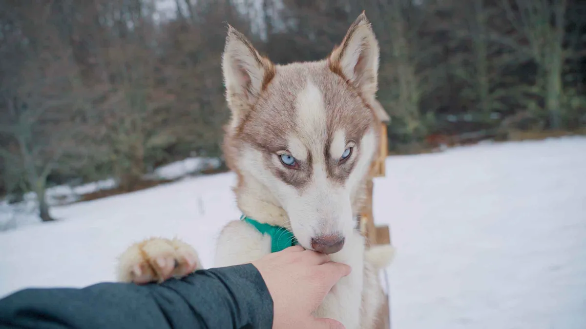 Husky sled team running through lenga forest on a winter tour from Ushuaia, Argentina
