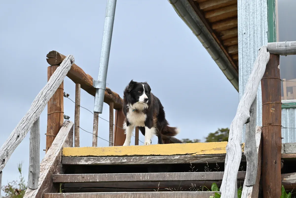 The timber buildings of Estancia Harberton with wind-bent trees, Tierra del Fuego, Argentina