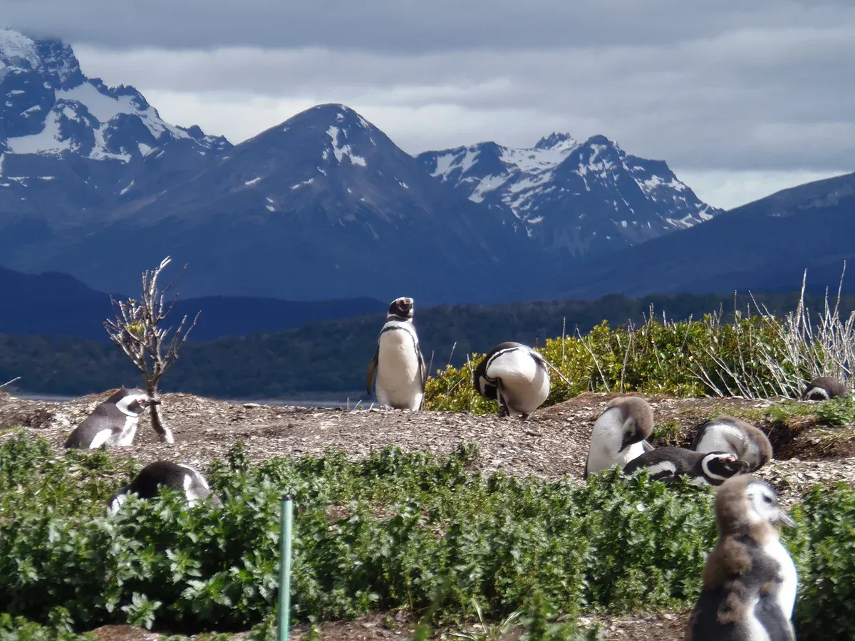 Magellanic penguins on the gravel shore of Isla Martillo in the Beagle Channel near Ushuaia, Argentina